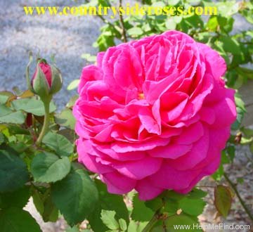 'Deuil de Dr. Reynaud' rose photo