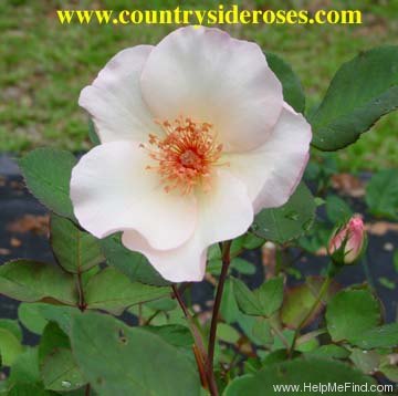 'Ellen Willmott (hybrid tea, Archer, 1935)' rose, click to enlarge 'Ellen Willmott (hybrid tea, Archer, 1935)' rose photo
