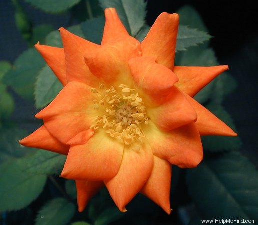 'Orange Sunset' rose photo