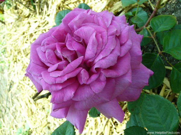 'Chartreuse de Parme' rose, click to enlarge 'Chartreuse de Parme' rose photo