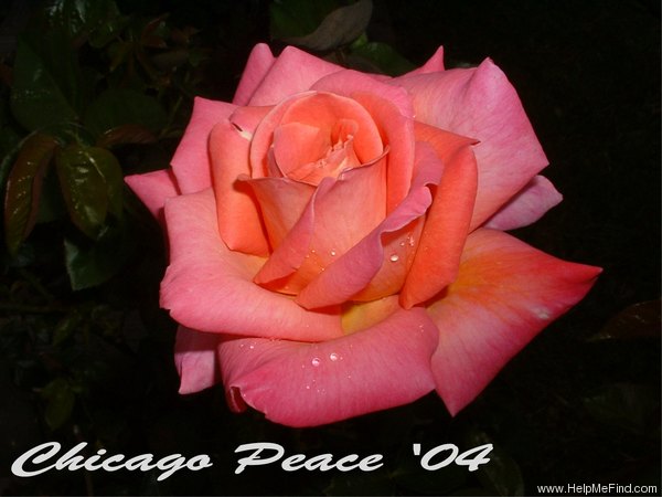 'Chicago Peace' rose photo