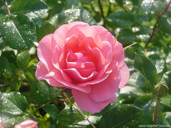 'Passionate Kisses' rose photo