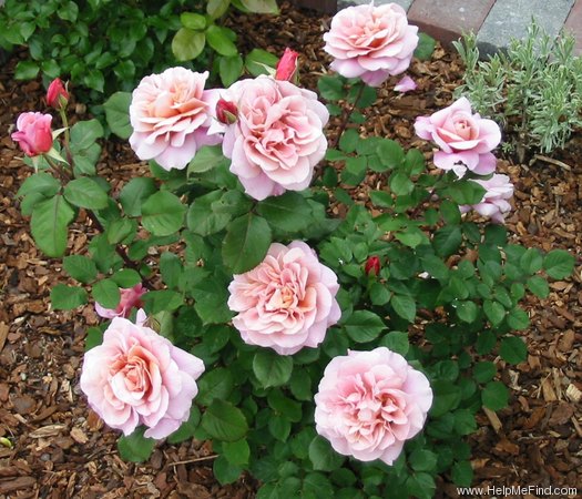 'Distant Drums (Shrub, Buck, 1984)' rose photo