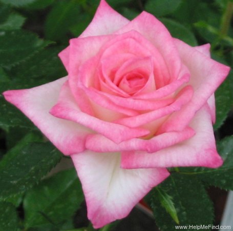 'Heartbreaker (miniature, Carruth 1989)' rose photo