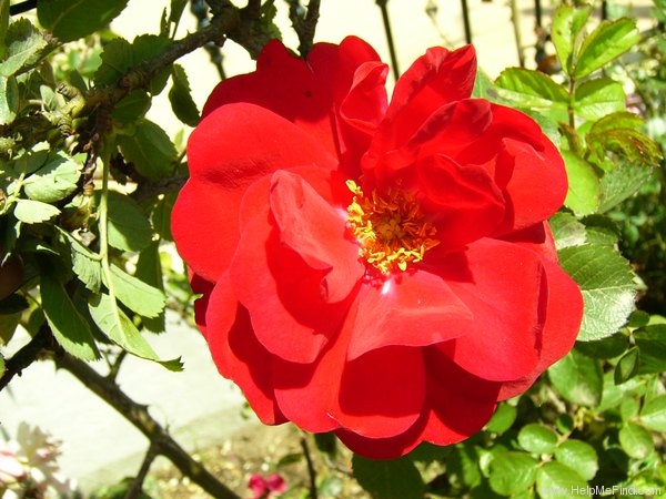 'Charles Notcutt' rose photo