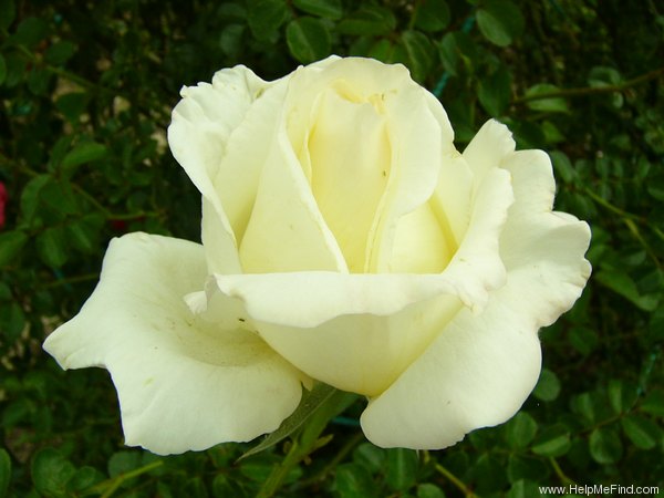 'Frederic Chopin (hybrid tea, Zyla, 1980)' rose photo
