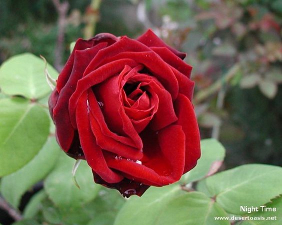 'Gabrielle's Desert Oasis' , click to enlarge 'Gabrielle's Desert Oasis'  photo