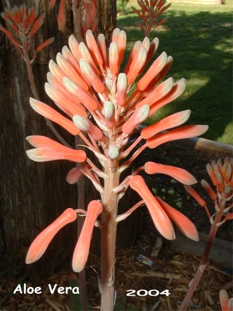 'Joanne Hignight's Garden'  photo