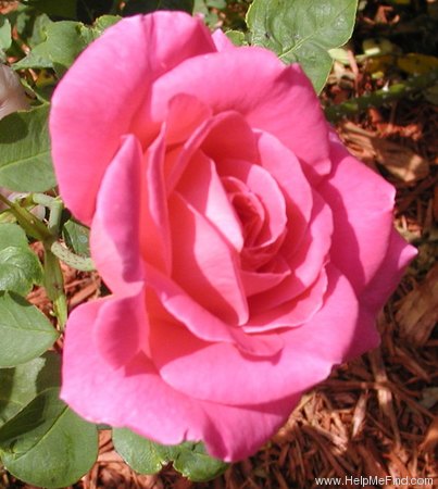 'Pink Peace' rose, click to enlarge 'Pink Peace' rose photo