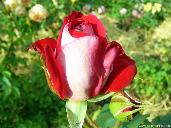 'Château de Versailles ®' rose photo