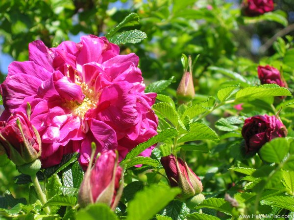 'Roseraie de l'Haÿ' rose photo