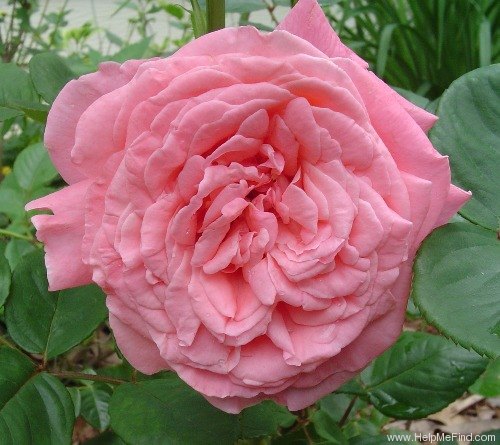'South Seas' rose photo