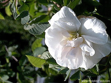 'Princess de Lambella' rose photo