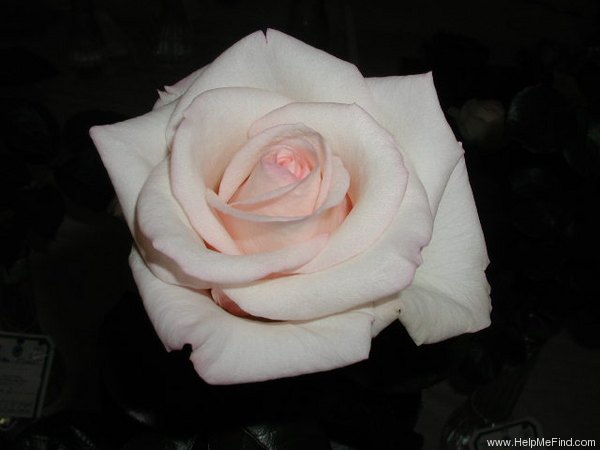 'Pearl Essence ™ (hybrid tea, Zary 1998)' rose photo