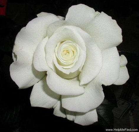 'White Masterpiece' rose photo