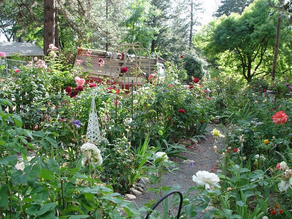 'Beth's Northern CA Rose Garden'  photo