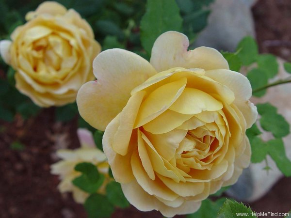 'Golden Celebration ™' rose photo