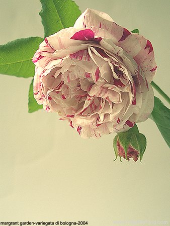 'Variegata di Bologna' rose, click to enlarge 'Variegata di Bologna' rose photo