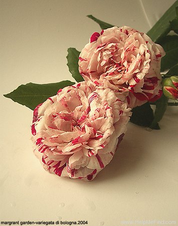 'Variegata di Bologna' rose photo