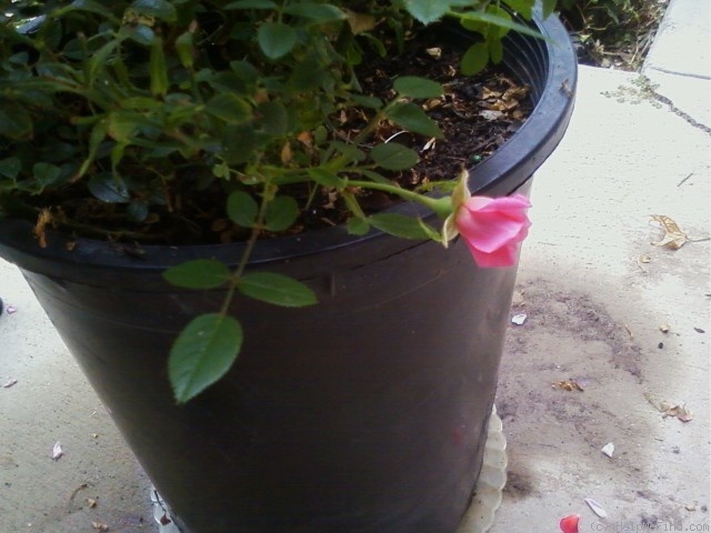 'Itty Bitty Pink' rose photo