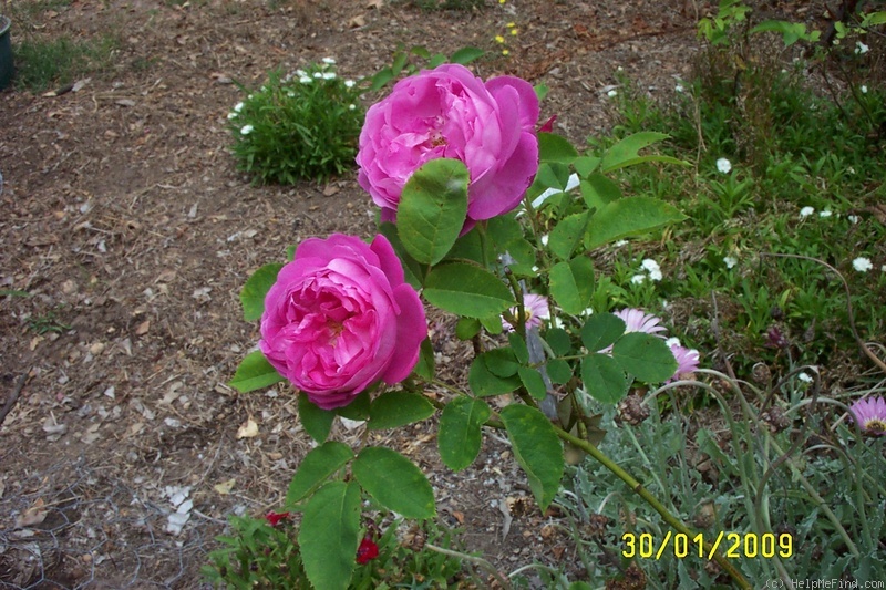 'La Reine' rose photo