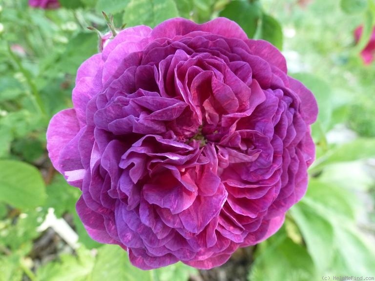 'Gloire des Jardins' rose photo