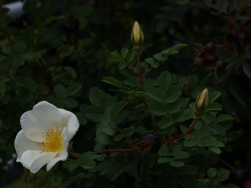 '<i>Rosa spinosissima</i>' rose photo