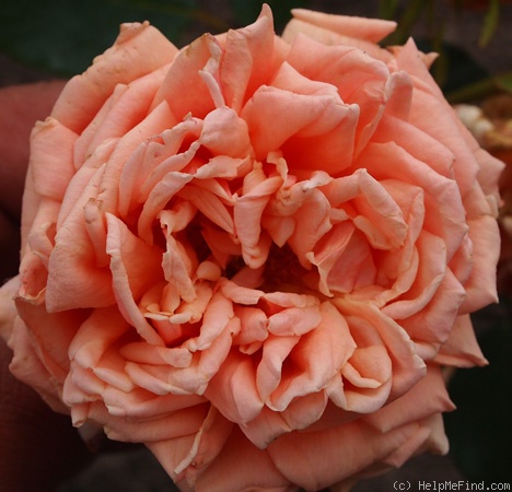 'Miss Lolita Armour' rose photo