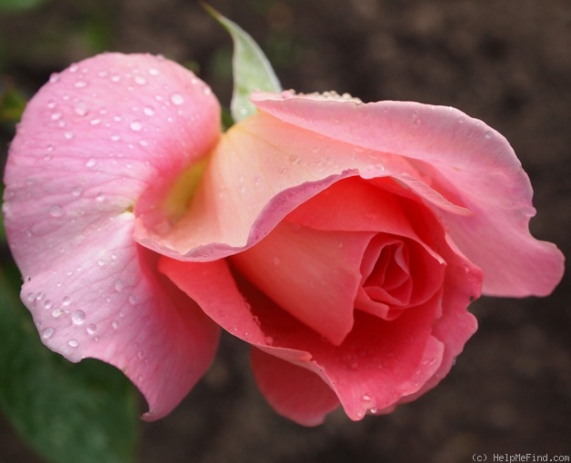 'Sabaudia' rose photo