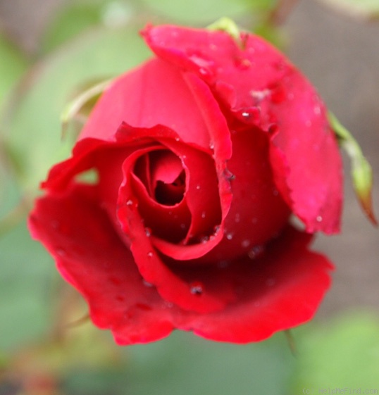 'Daily Mail Scented Rose, Cl.' rose photo