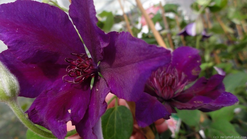 'Burma Star' clematis photo