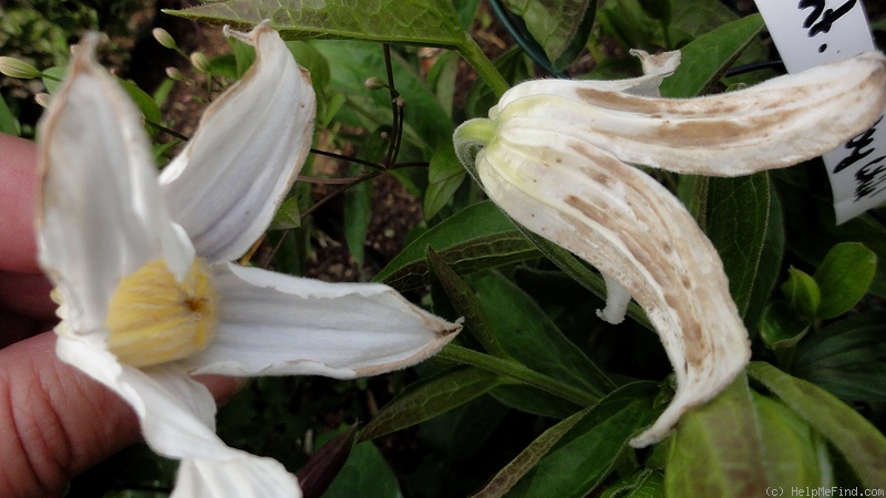 '<i>C. integrifolia</i> 'Baby White'' clematis photo