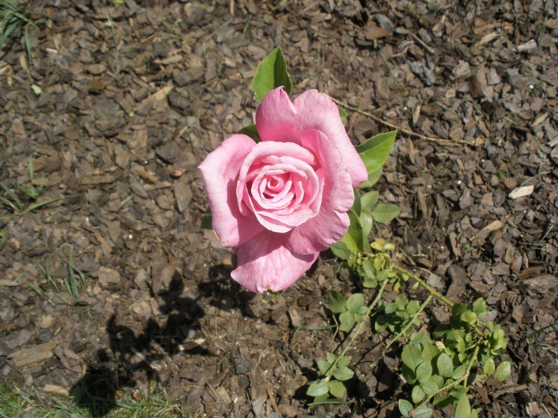 'Jadis' rose photo