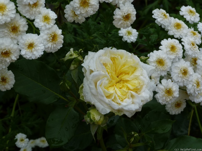 'Kronprinsesse Mary' rose photo