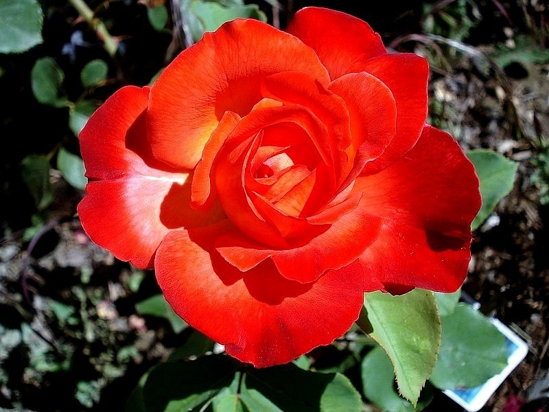 'Hippy' rose photo