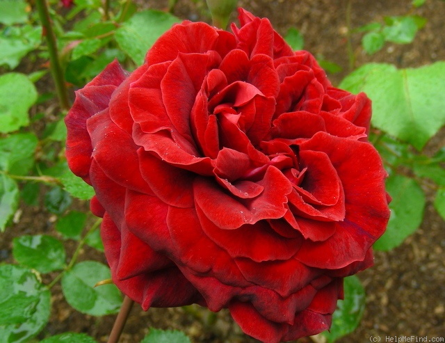 'Roundelay' rose photo