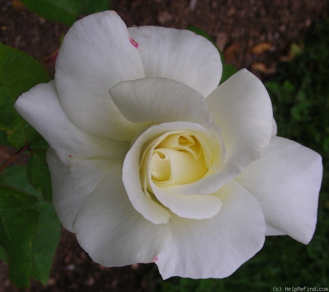 'Evening Star ® (floribunda, Warriner, 1974)' rose photo