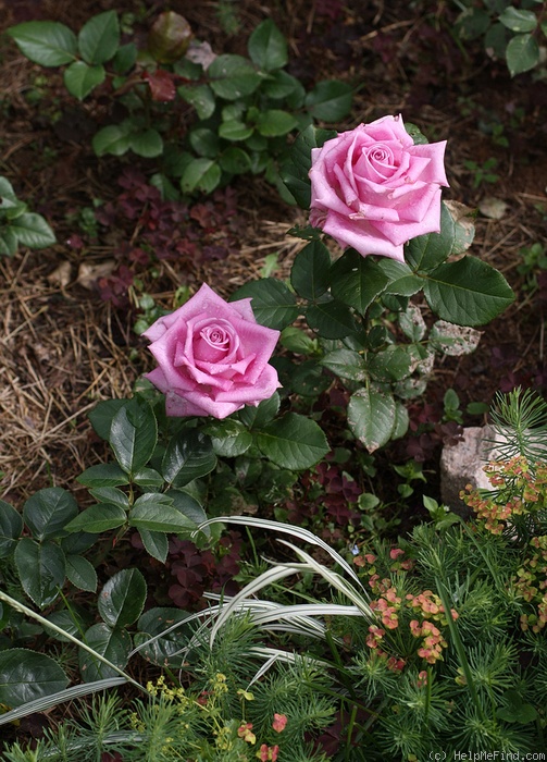 'Aqua! ®' rose photo