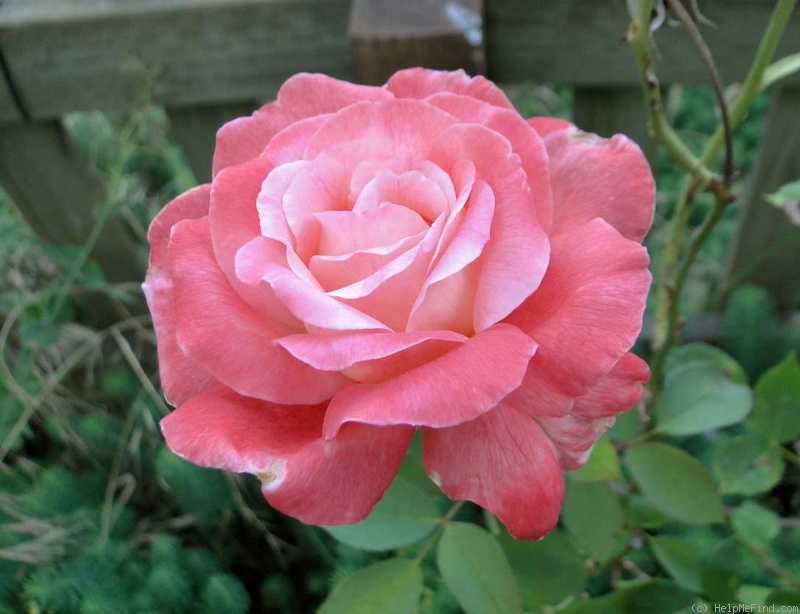 'Spirit of Glasnost' rose photo