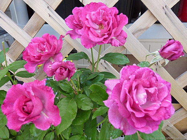 'Purple Passion ™' rose photo