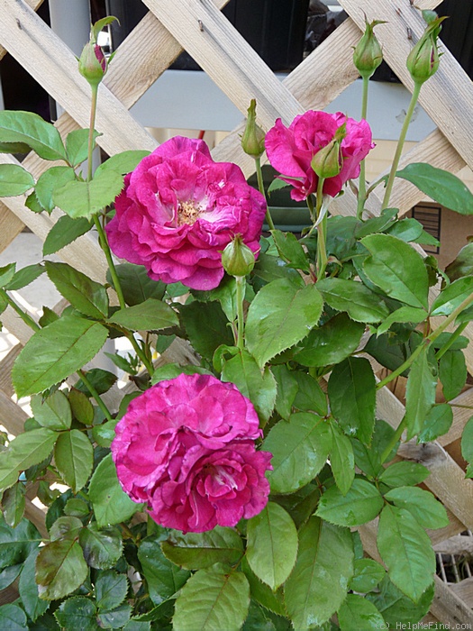 'Purple Passion ™' rose photo