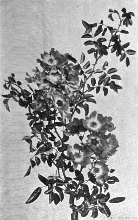 'Delight (hybrid wichurana, Walsh 1906)' rose photo