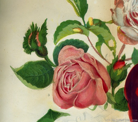 'Rose Dubreuil' rose photo