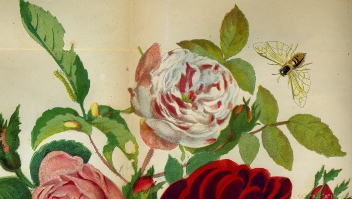 'Unica variegata' rose photo