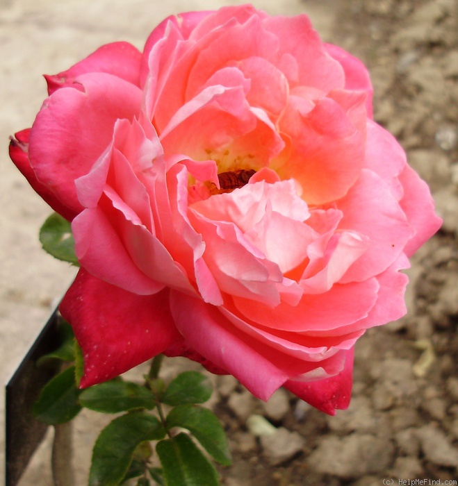 'Bobbie Lucas' rose photo