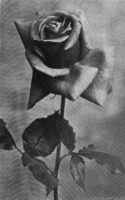 'Rhea Reid' rose photo