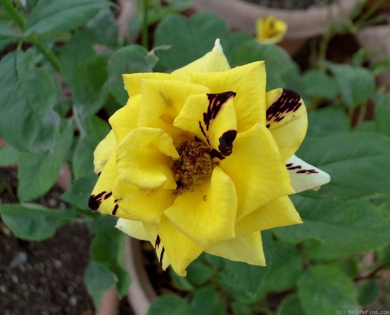 'Simsalabim (florists rose, Kordes, 2002)' rose photo