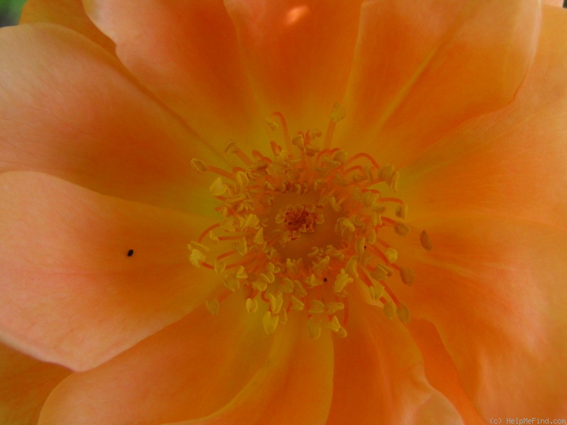 'Bridge of Sighs (Large Flowered Climber, Harkness, 2000)' rose photo