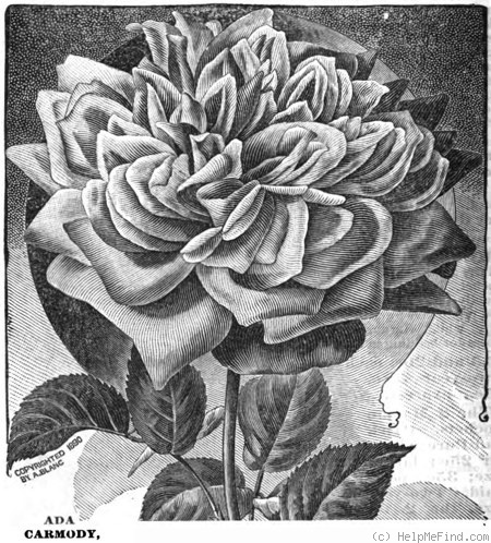 'Madame Ada Carmody' rose photo