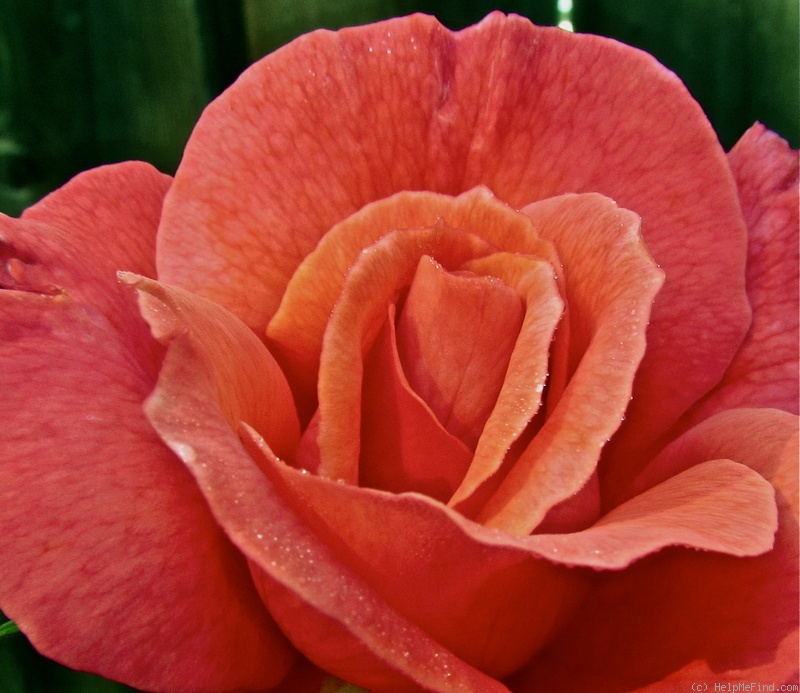 'Sedona' rose photo